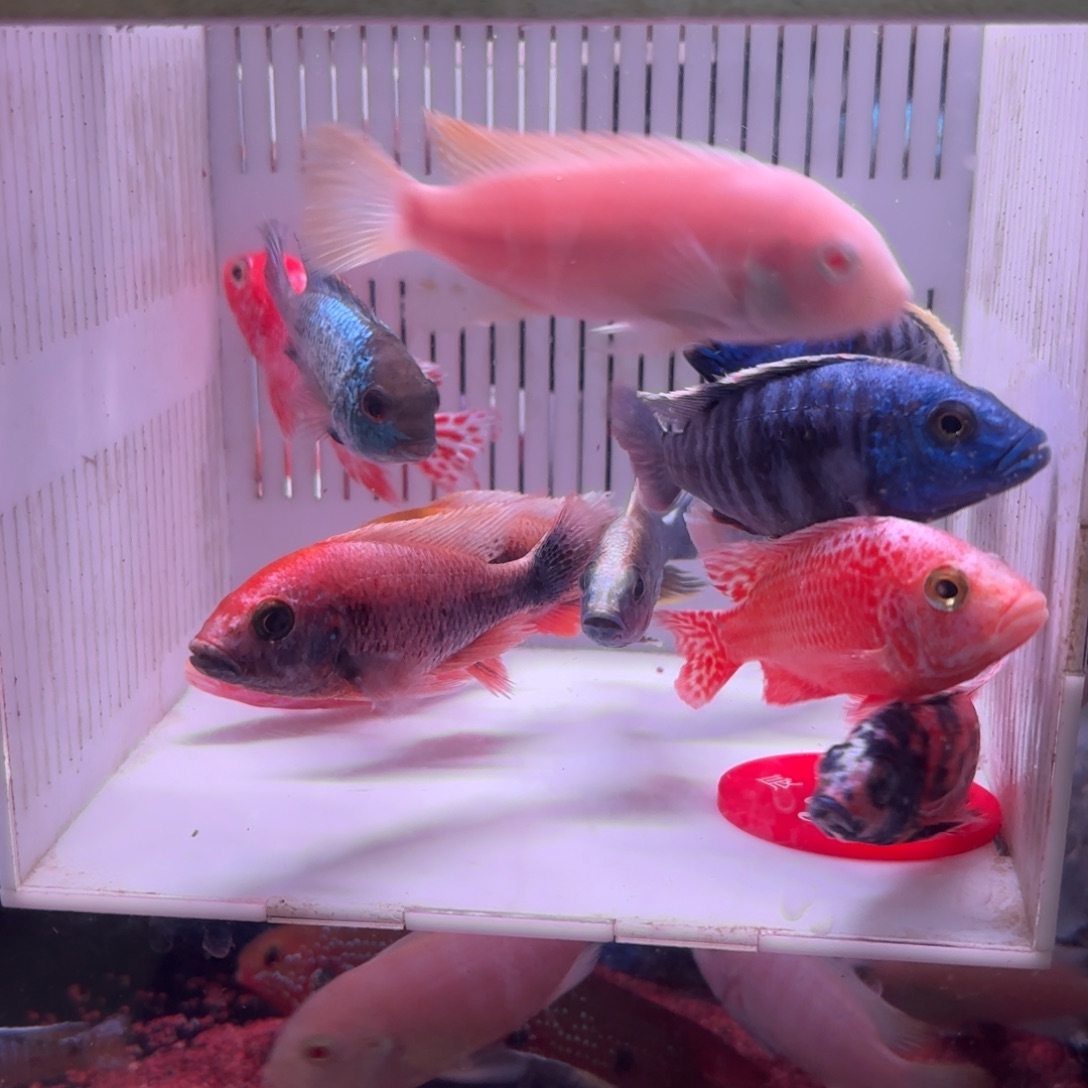 慈鲷鱼直播36号10送2备损