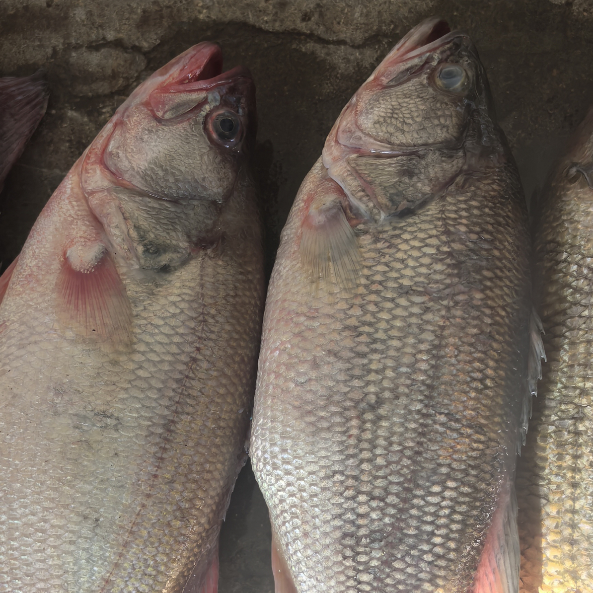 淡水鲈鱼4.9-5.1斤（4-5条）冷链包邮