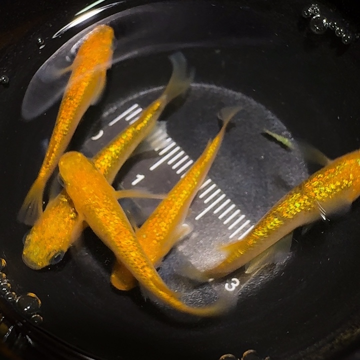 青鳉鱼一物一拍757