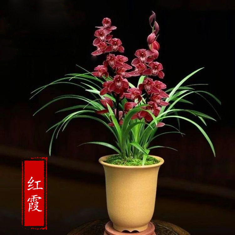 浓香型兰花苗【红霞】建兰四季兰 花卉新手好养绿植室内植物盆栽