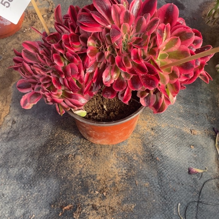 5806，粉女郎缀不包邮