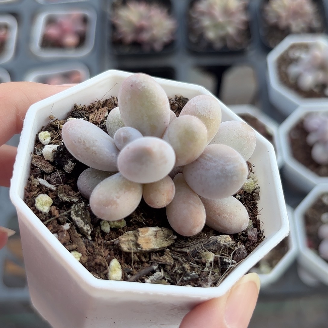 精品蛋黄奶多肉植物