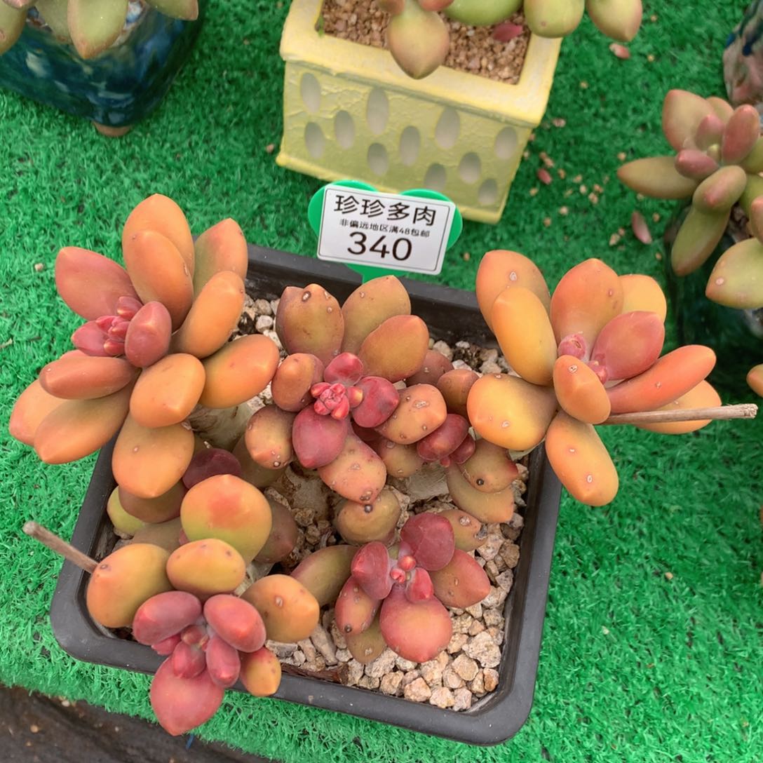 芒果奶无砍平头340