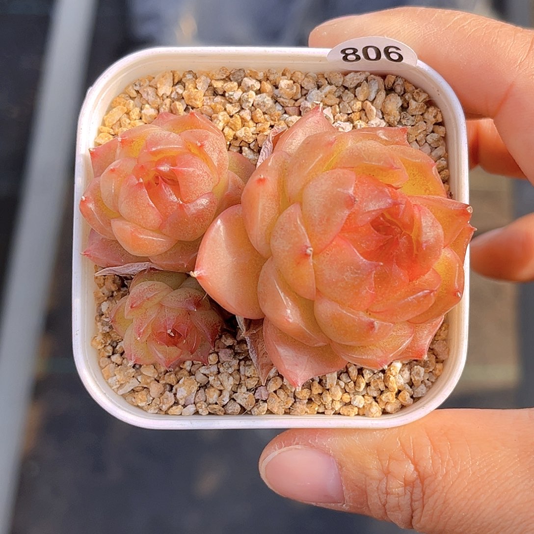 806  放漏  新品珍妮 满18包邮 散