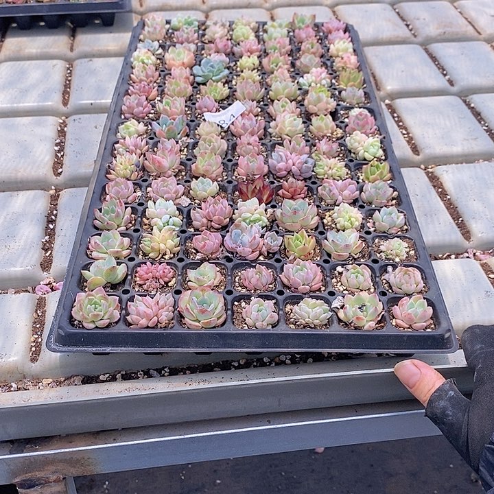 84 多肉植物盆栽花卉