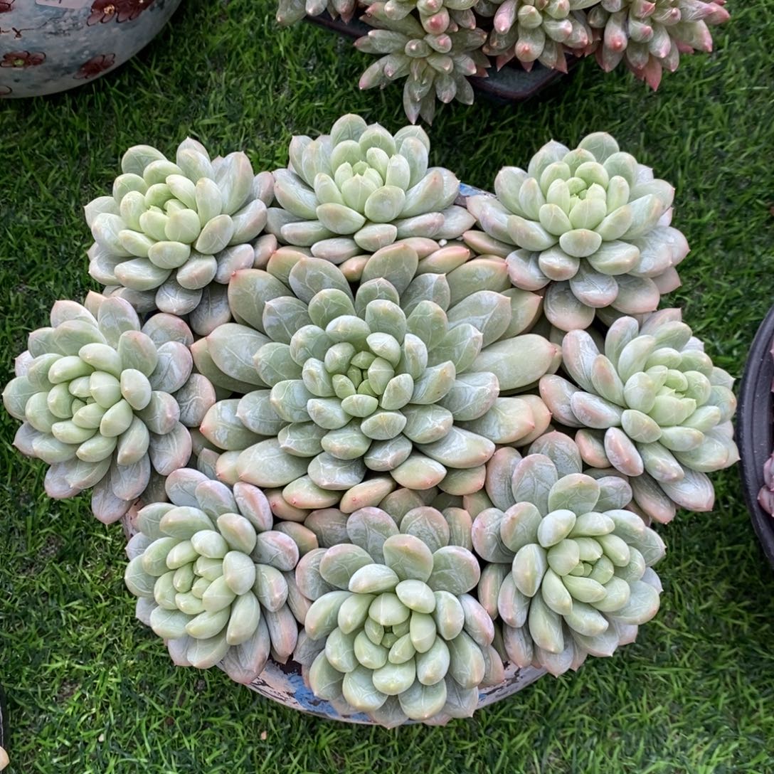 百达翡翠 一物一拍。 