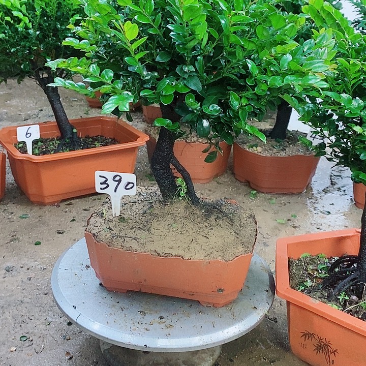 当前无花栽培后可以开花