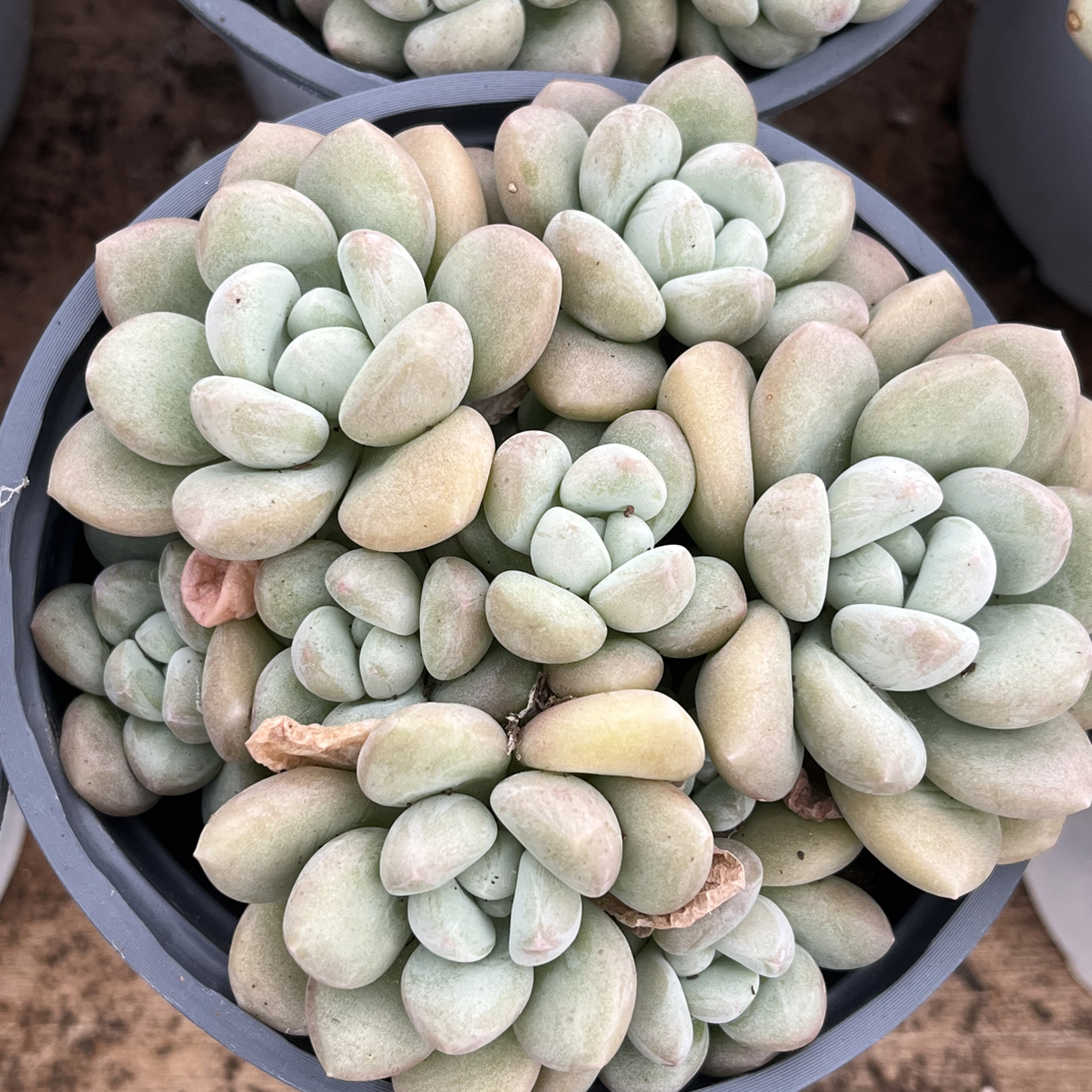 【任意下单即包邮】泡泡糖群生10厘米多肉植物，脱土发货