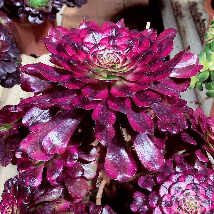 美姬的，多肉植物