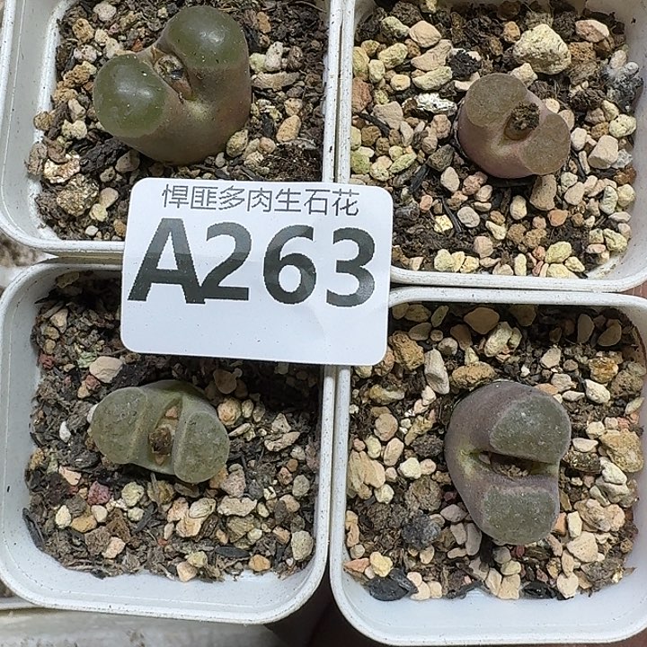 冥***263 多肉植物多肉植物
