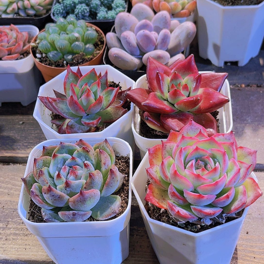 惊鸿。吉娃娃。侧影。罗卡