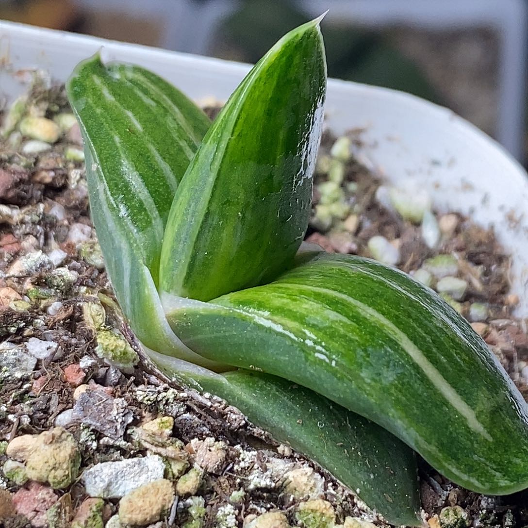 不带盆脱土裸根发货（实生）