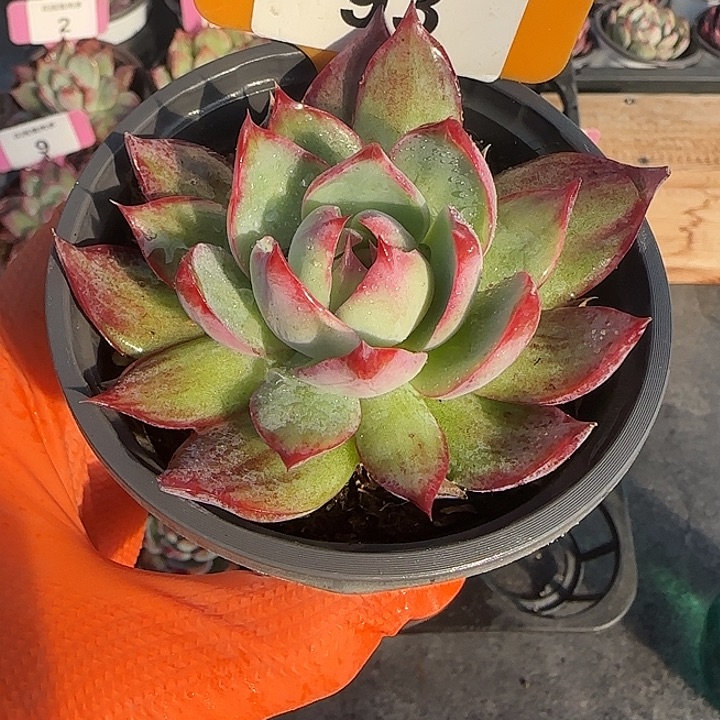 ****693 惊鸿仙子多肉植物6-9cm