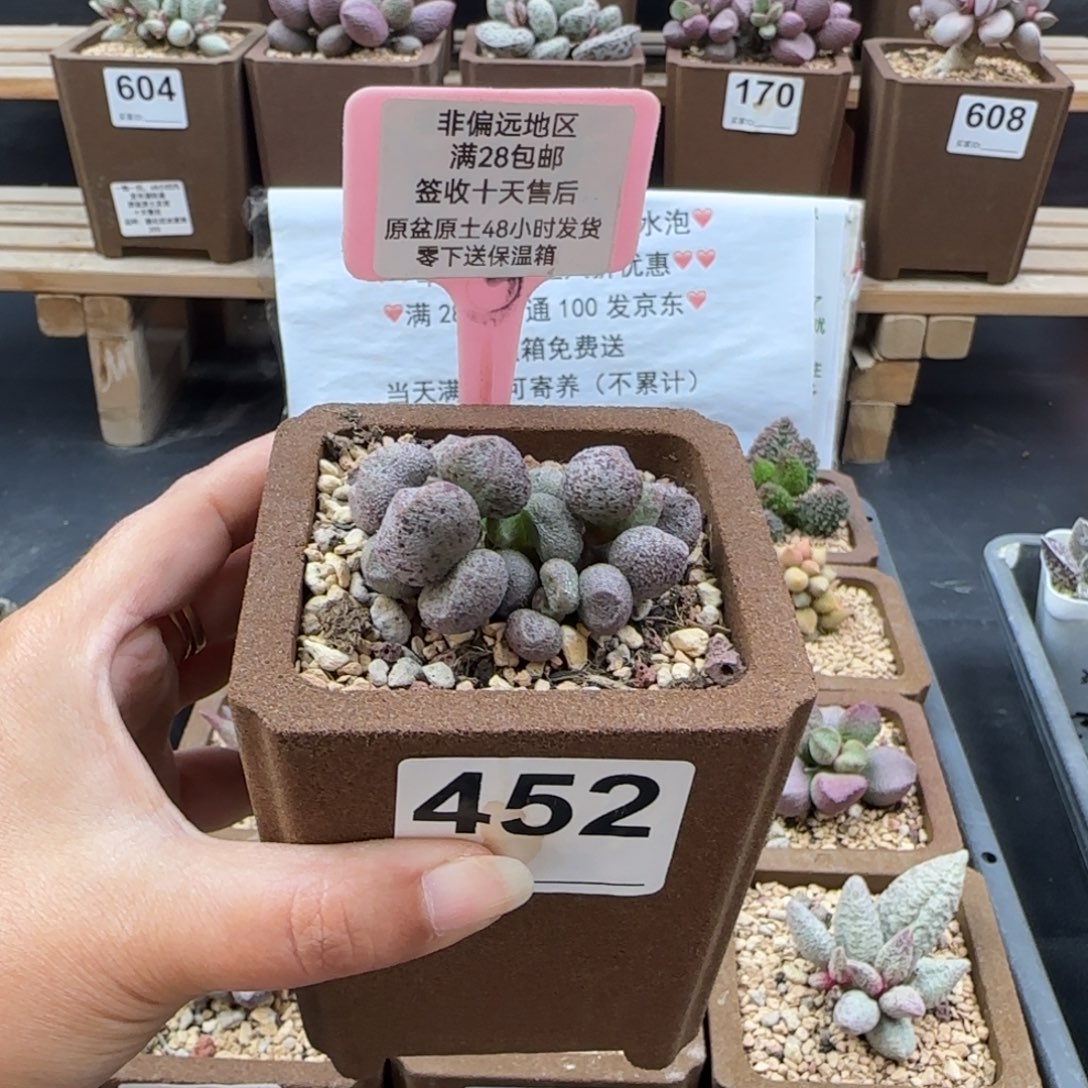 团***团452蜜桃格林多肉植物