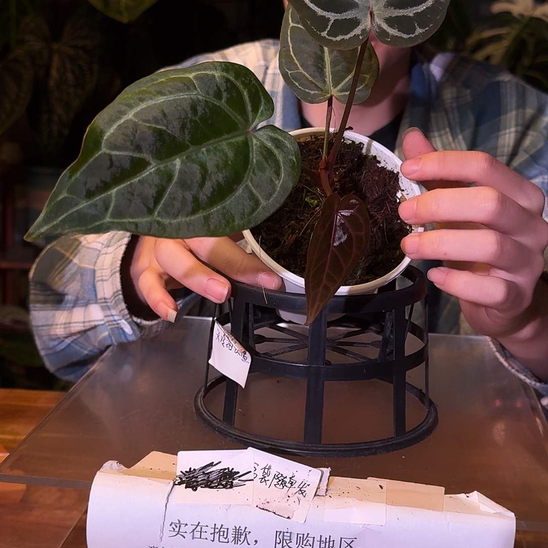 不开花植物D157米歇尔杂小钻石