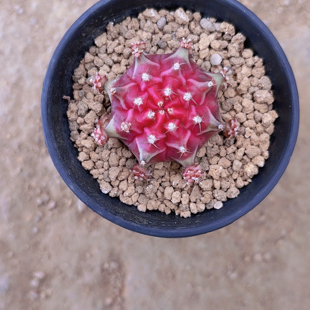 泰系你哈仙人球7号