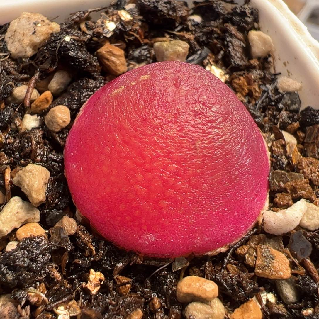 963多肉植物百科