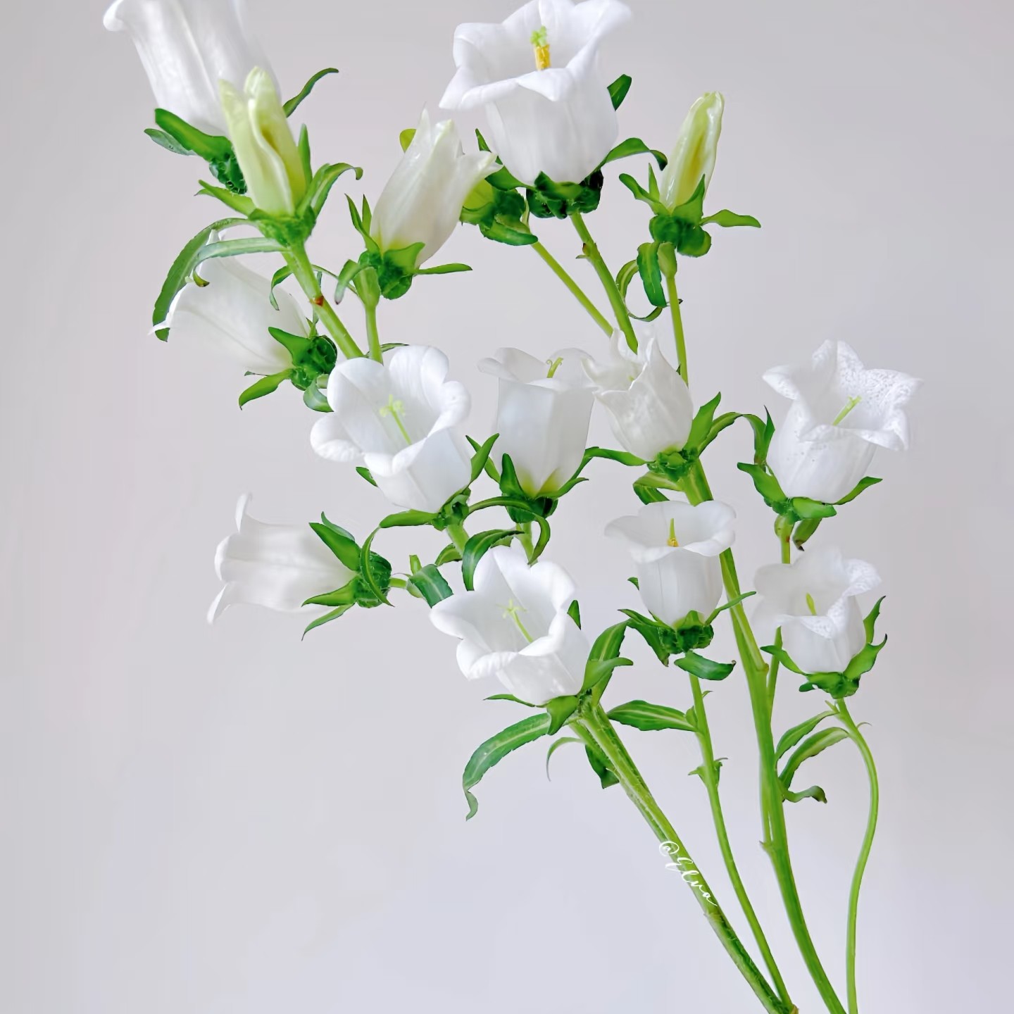 单支白色风铃花［满39起送］家养办公室简易包装