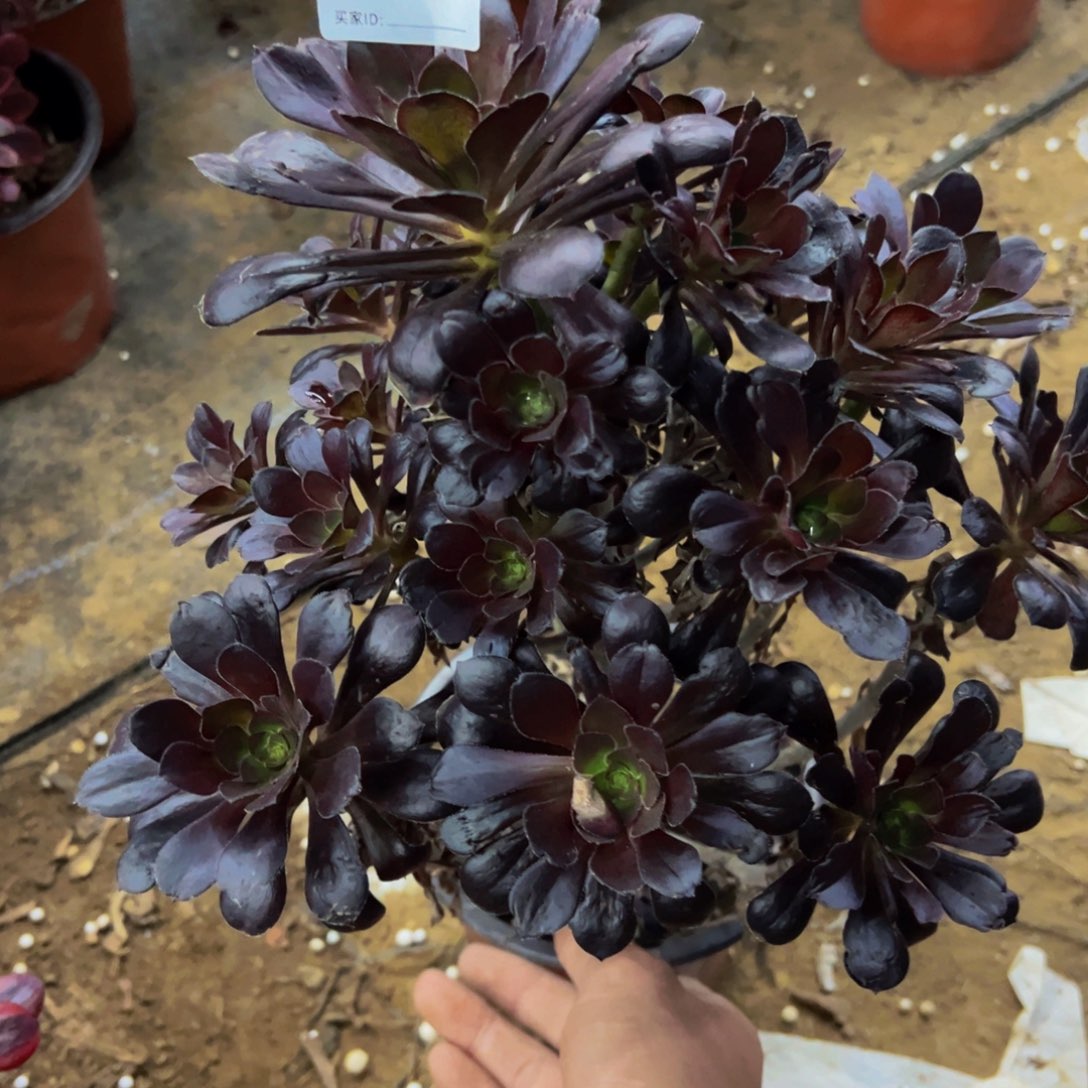 068丽娜多肉植物