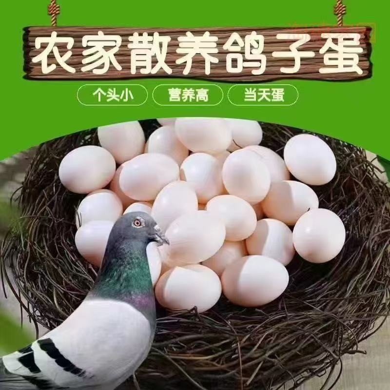 【年货节】新鲜鸽子蛋武平正宗农家散养鸽孕妇宝宝辅食当天现捡现发
