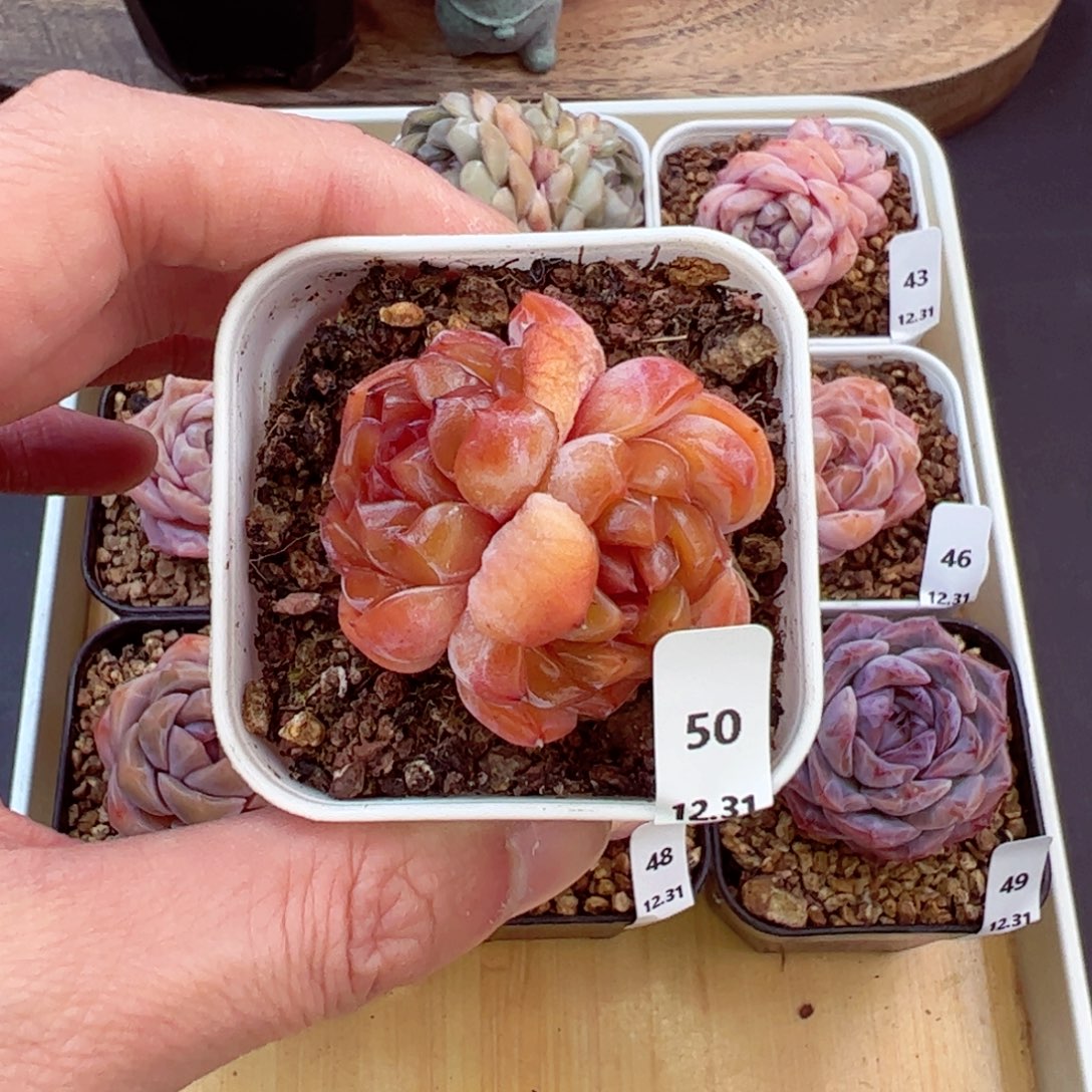 好好看50、哈哈哈哈哈