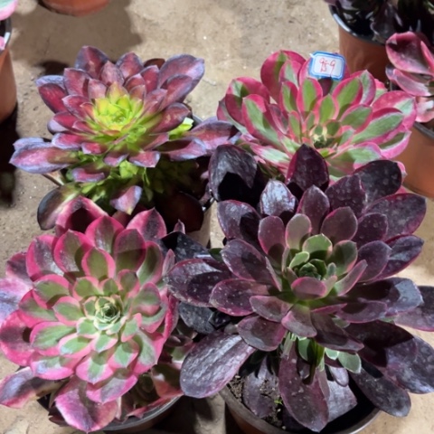 959多肉植物组合