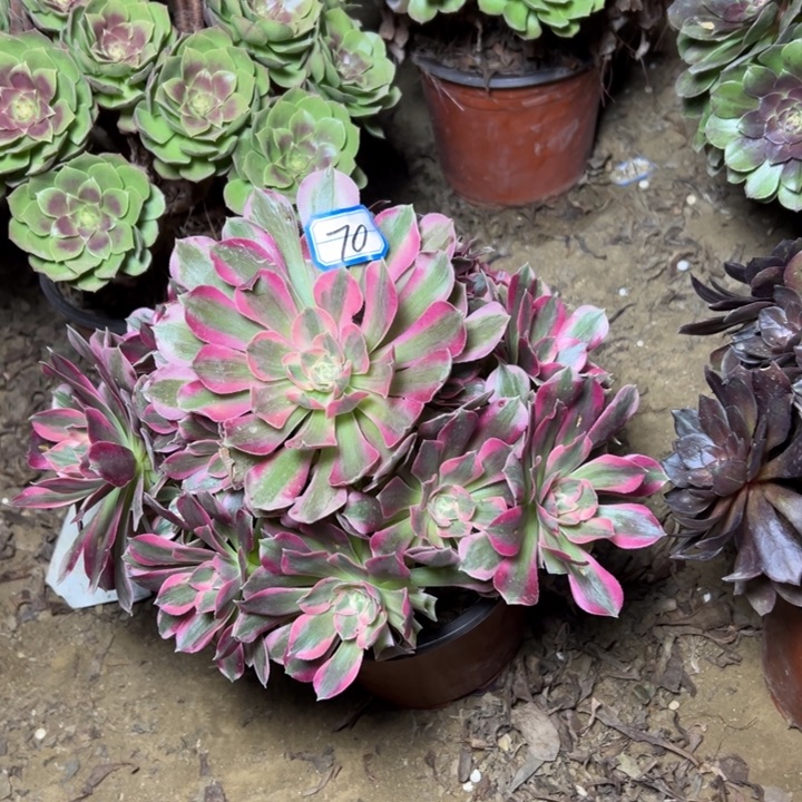 多肉植物粉妖月法师70