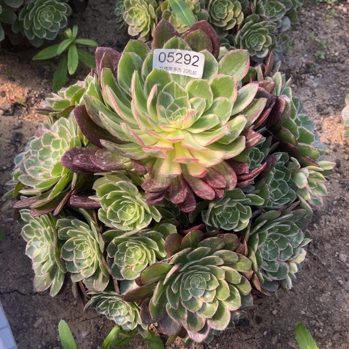 05292万花筒多肉植物