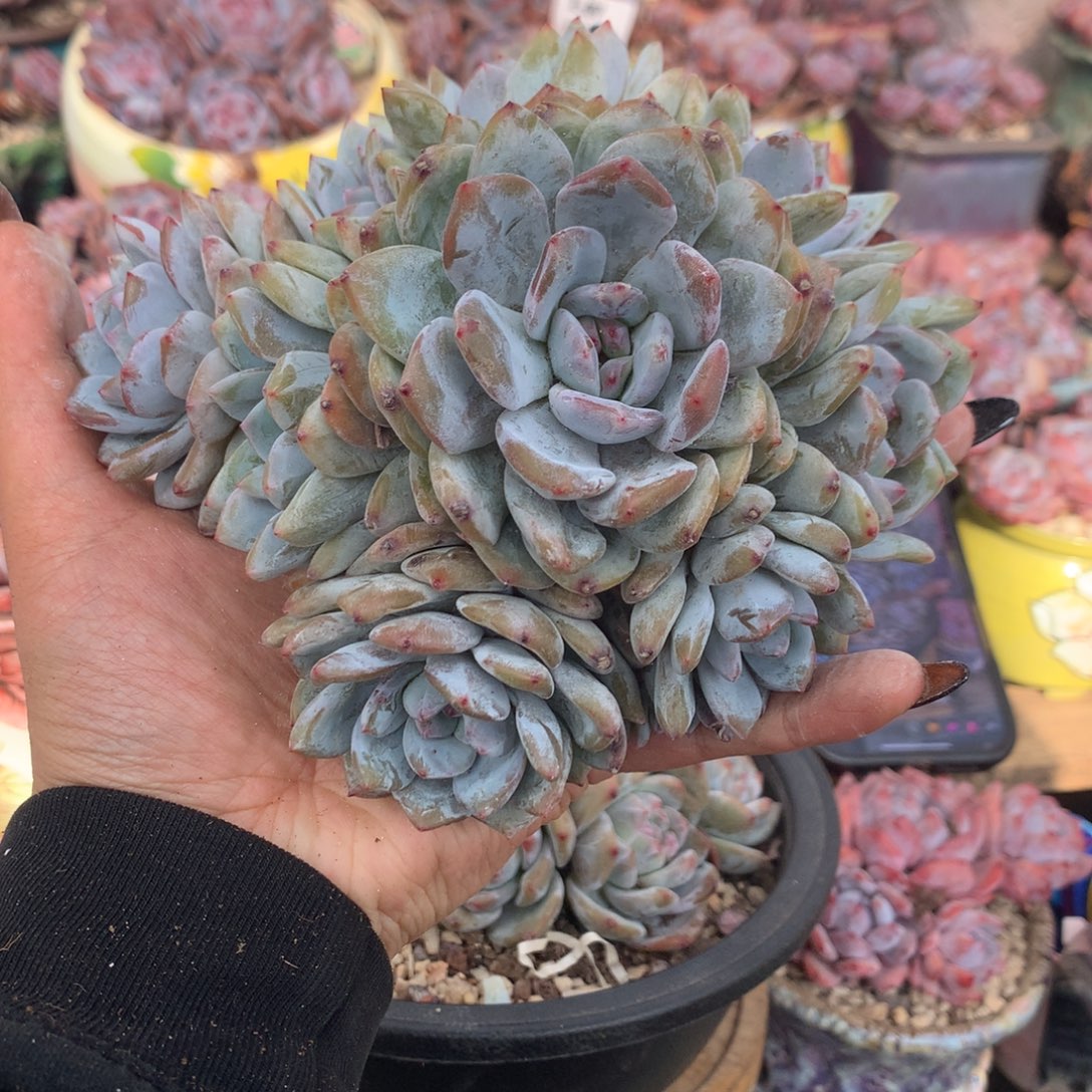 用***5哈哈哈哈哈哈哈哈哈哈