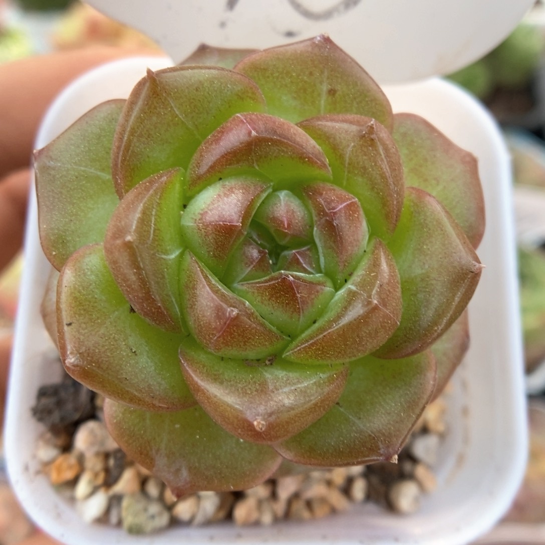 绿葡萄可拍398号。 