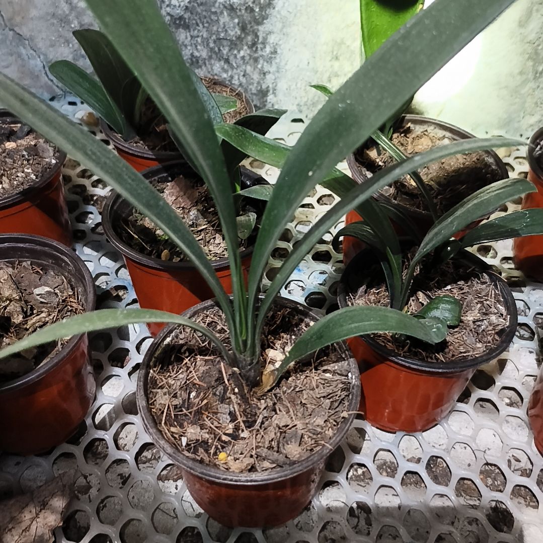 亦***客完全开放暖阳*奇特的花苗一颗拍品