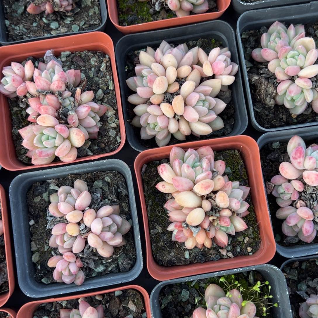 贵妃群3头起一颗量拍多肉满9.9元包邮