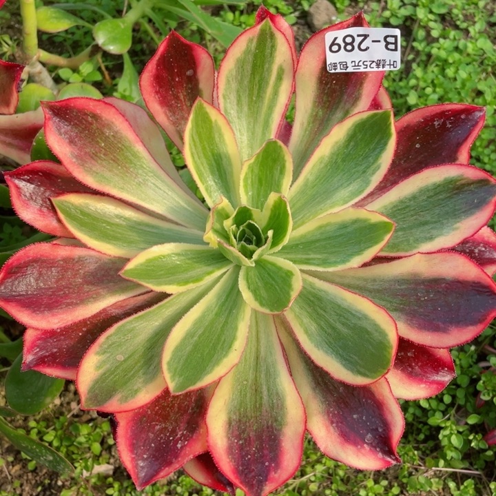 289魅影嫁接多肉12345678