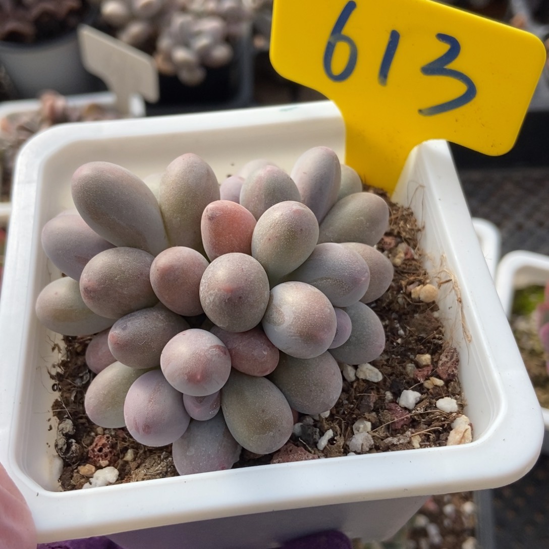 613汤圆多肉植物保护