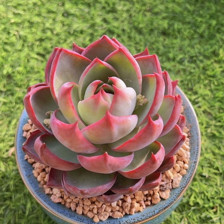 健健康康平平安安多肉