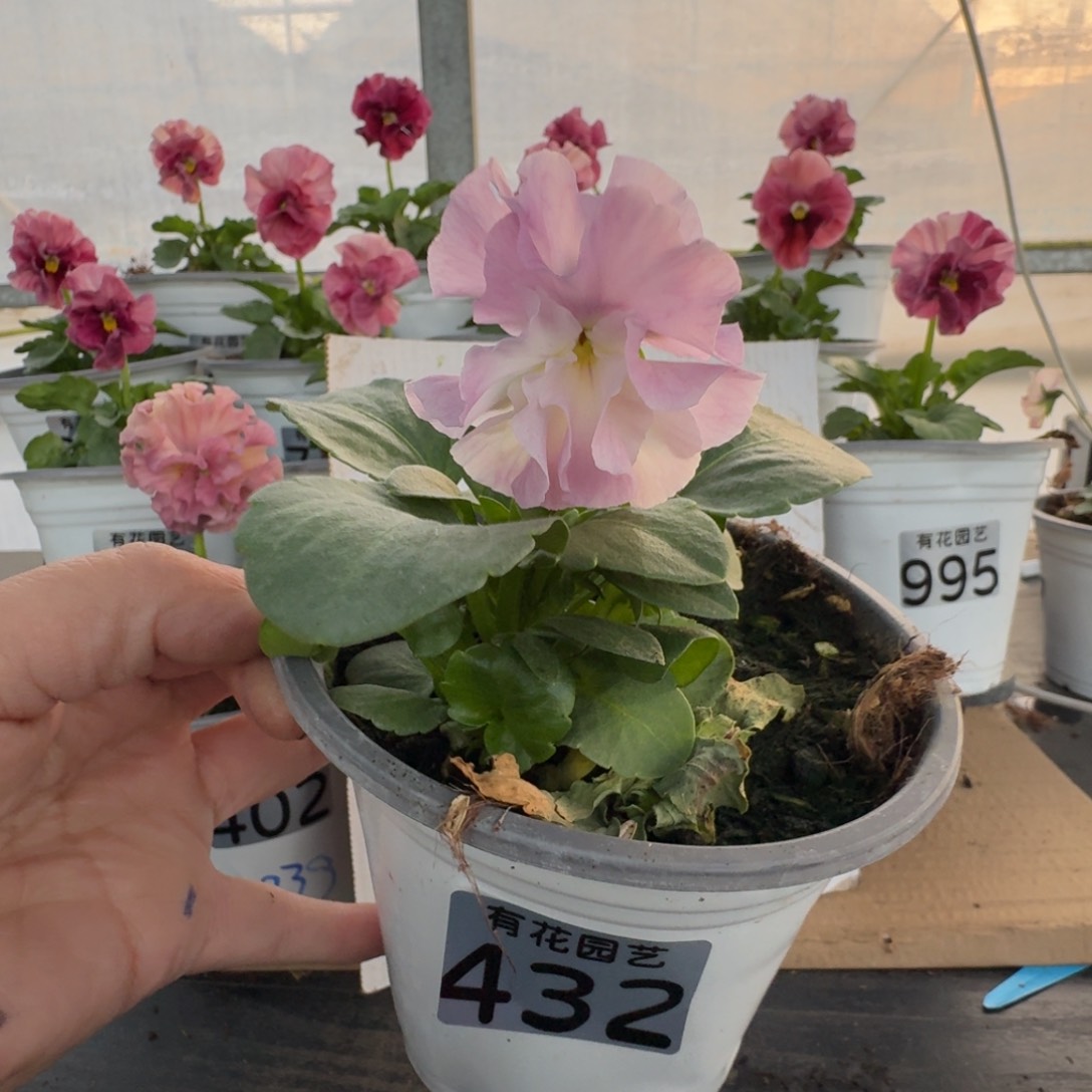 全部花朵432号角堇