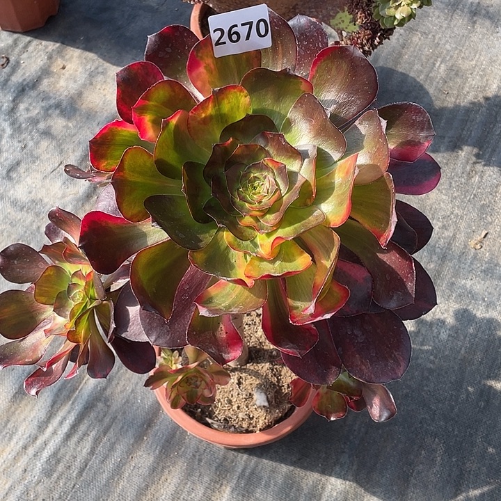 巫毒七彩，2670号多肉植物