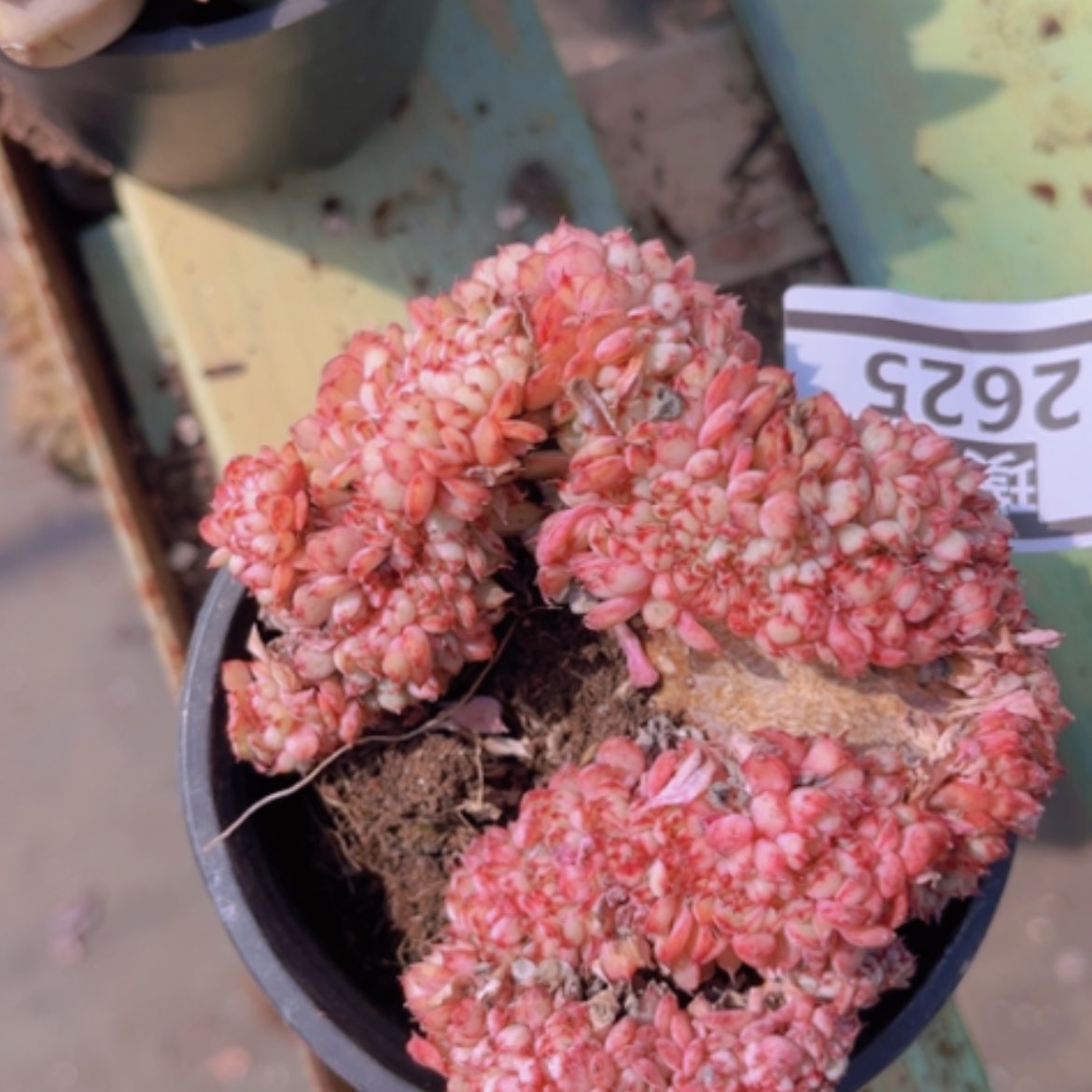 【闪购商品】粉姬莲缀2625