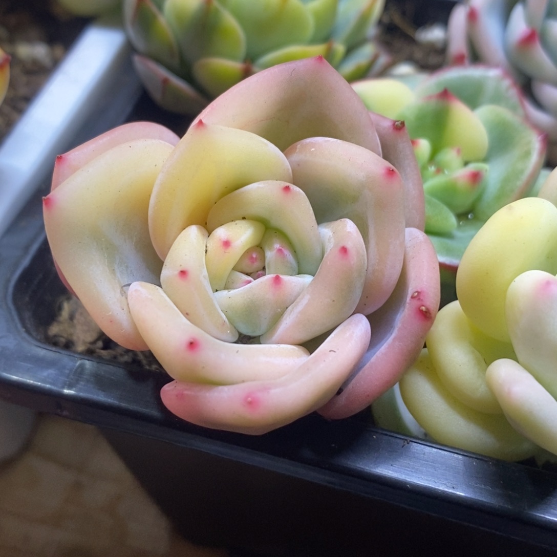 ?*X多肉植物锦 多肉