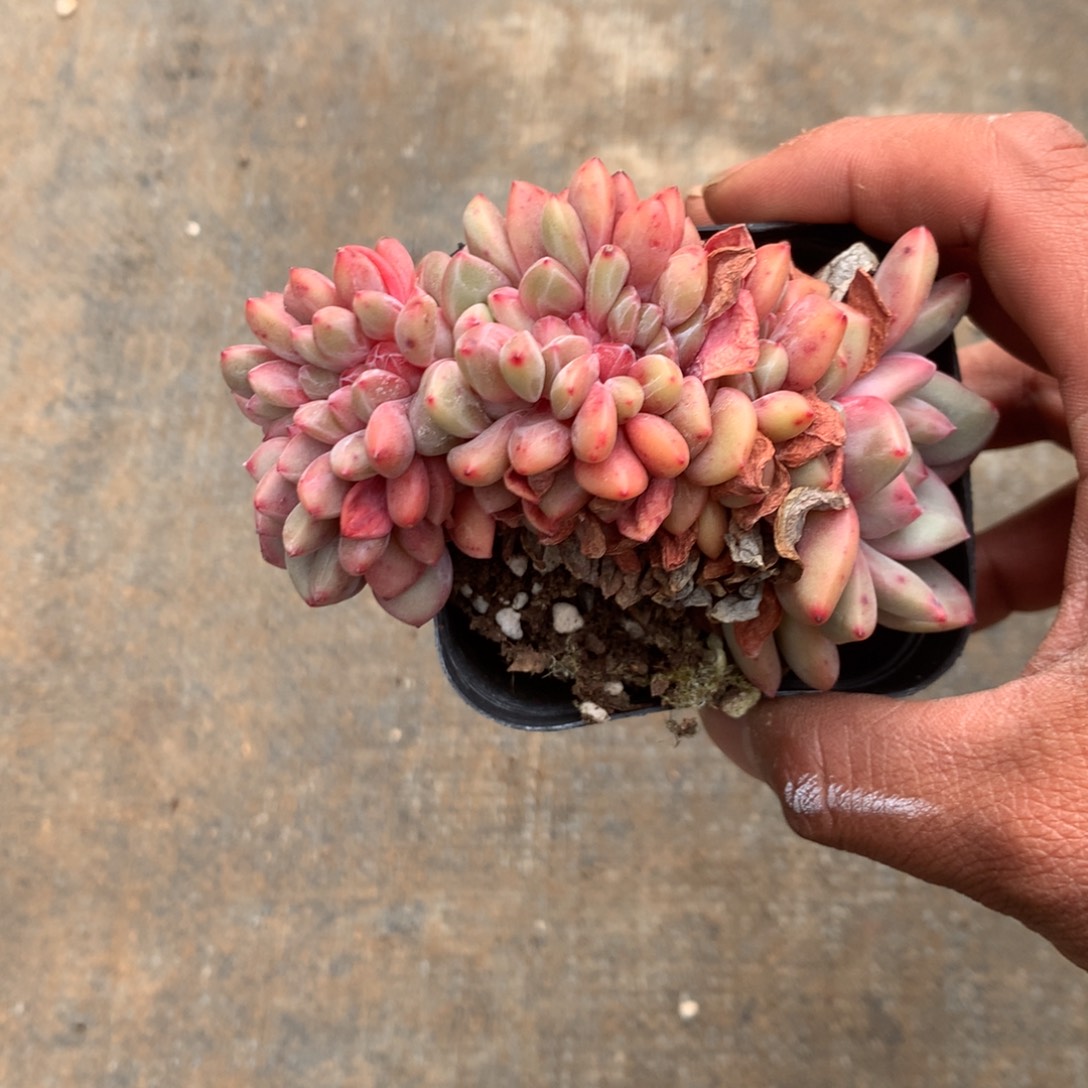 小***1清洁面部清洁的效果