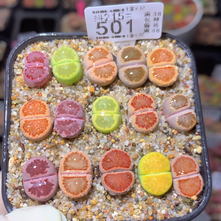 精品生石花215.501