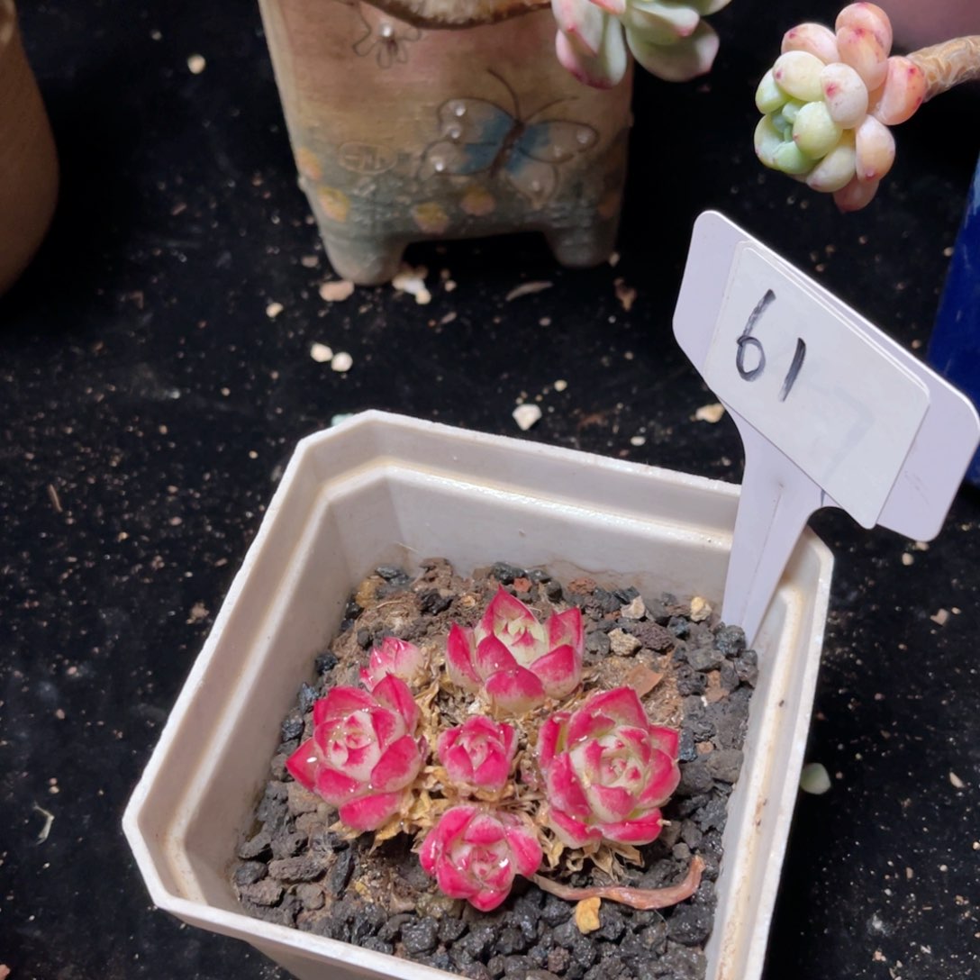 61 一物一拍 精品