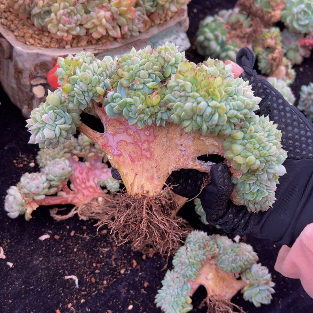 天天开心 天天开心2微瑕