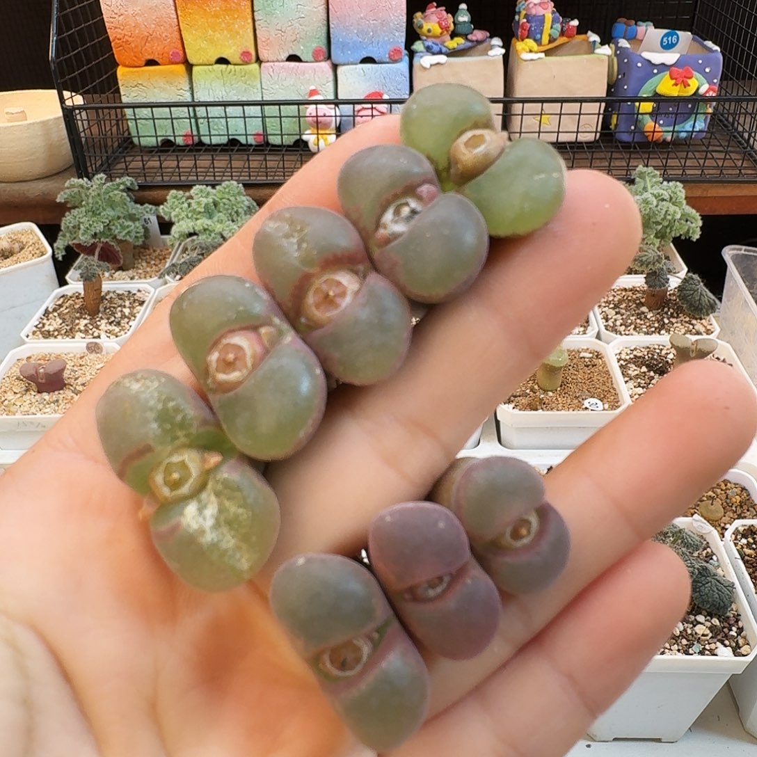 山***.多肉植物福利紫罗兰