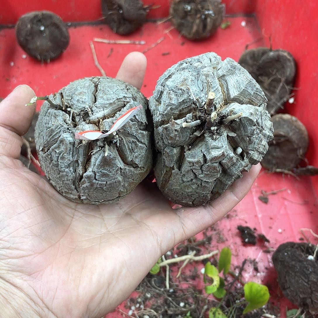 龟甲龙一物一拍1686号2颗