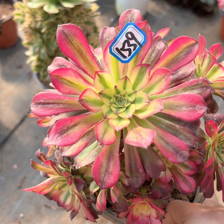 青鸟1539法师多肉