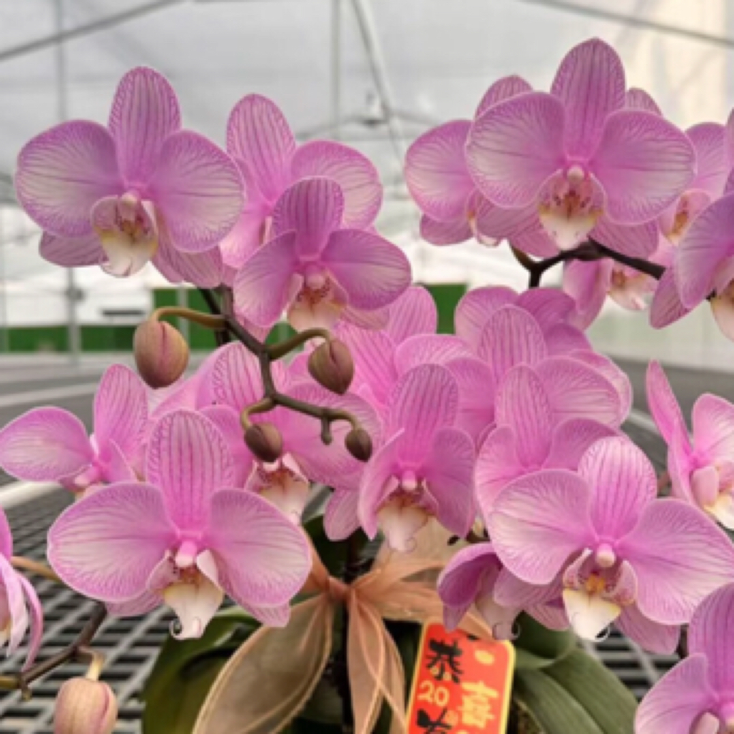 福喜 【情愫】蝴蝶兰 单双混发 基地直发