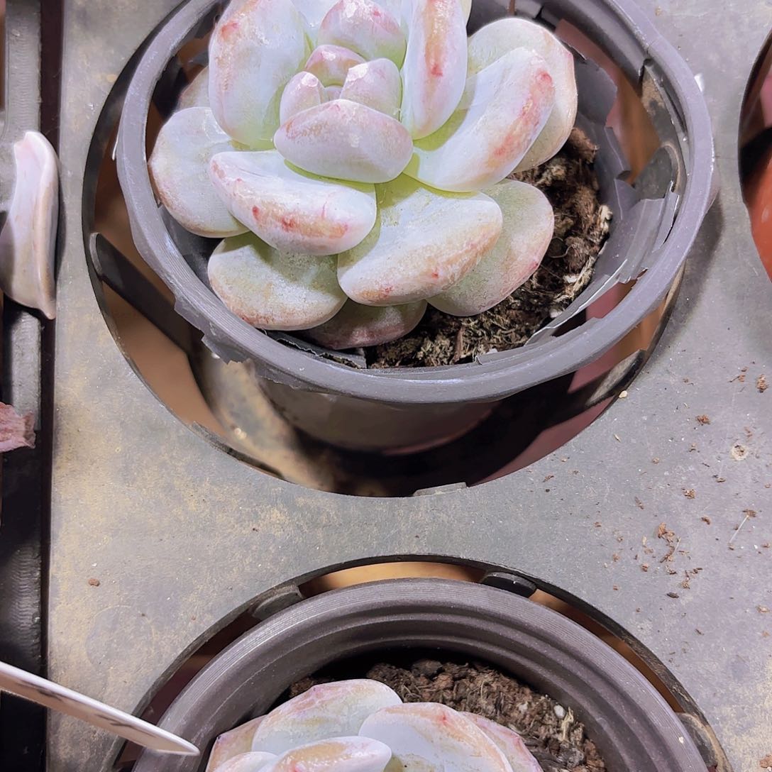 精品大橙子多肉植物