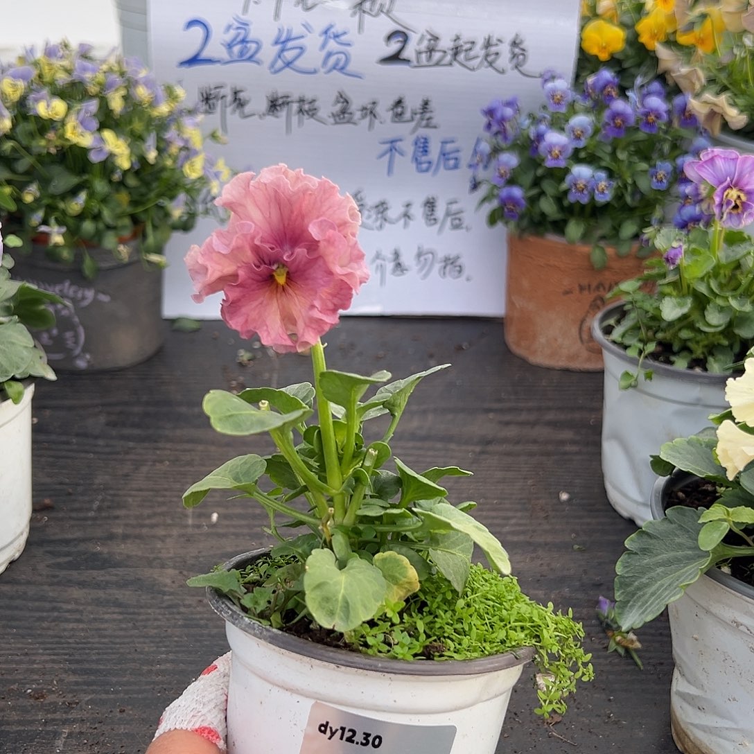 当前无花朵，栽培后可花朵91号苗小