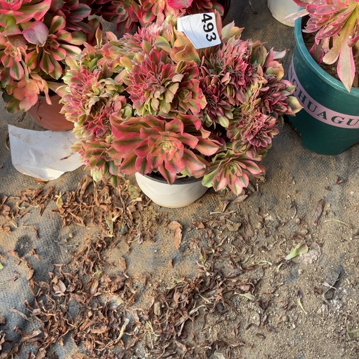 多肉红秀缀化493